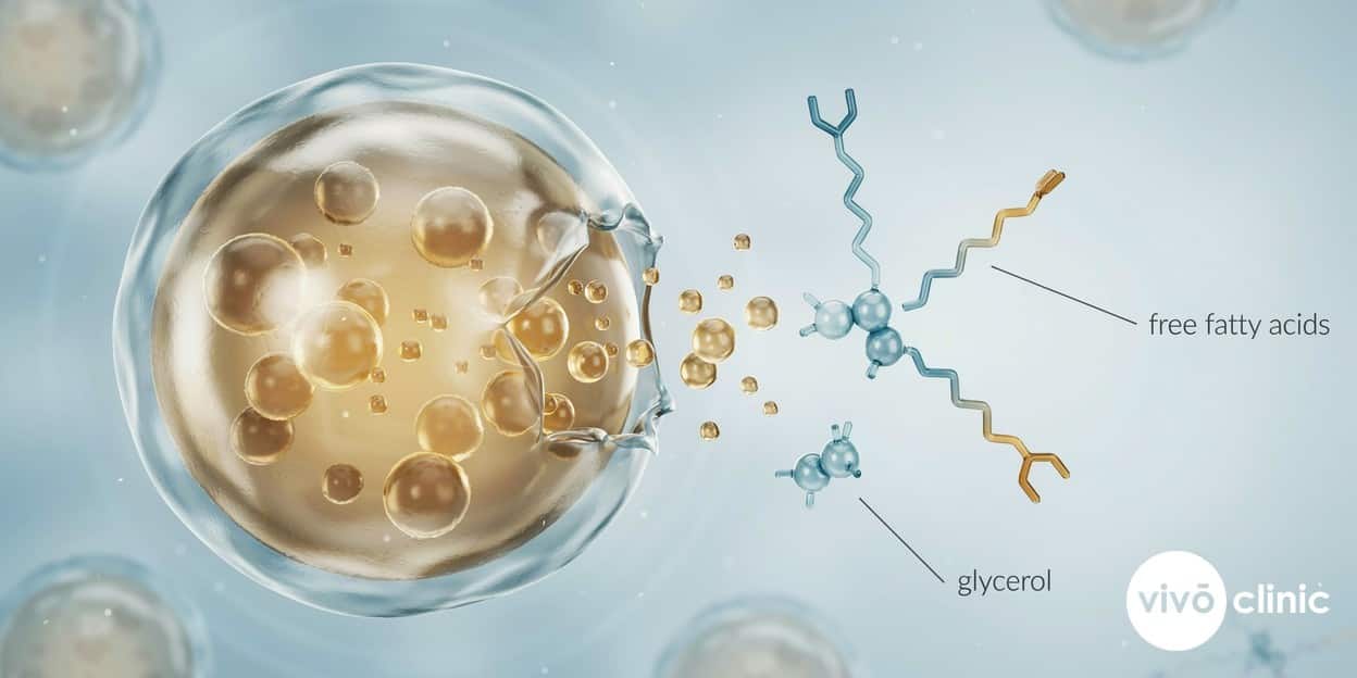 Photorealistic cross-section render of a ruptured fat cell releasing triglyceride molecules into surrounding fluid, with the molecule splitting into a water-soluble glycerol unit and free fatty acids, labelled clearly